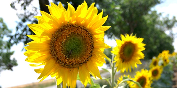 Anunt eveniment de promovare